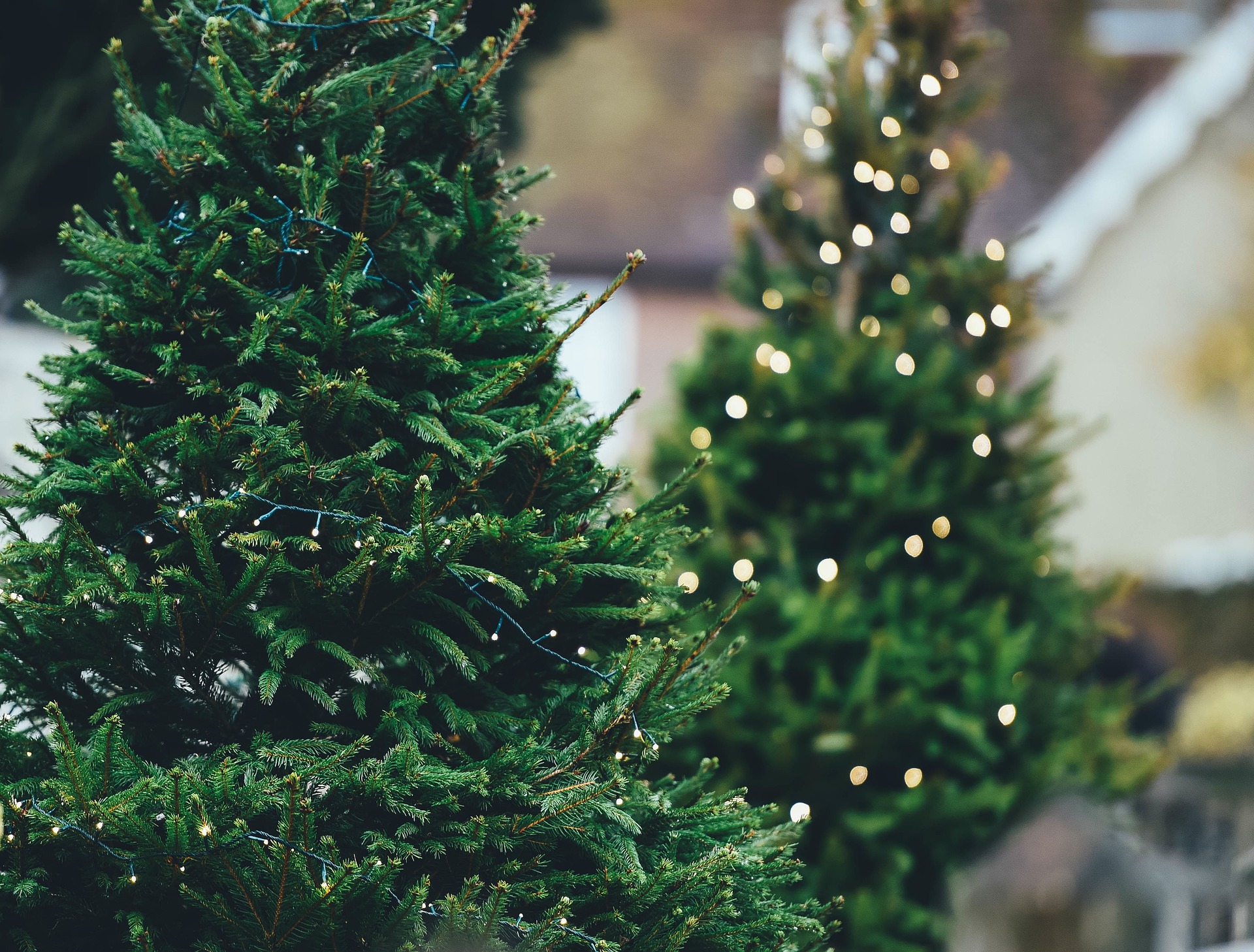 Wird der Preis für französische Weihnachtsbäume diese Jahr steigen?