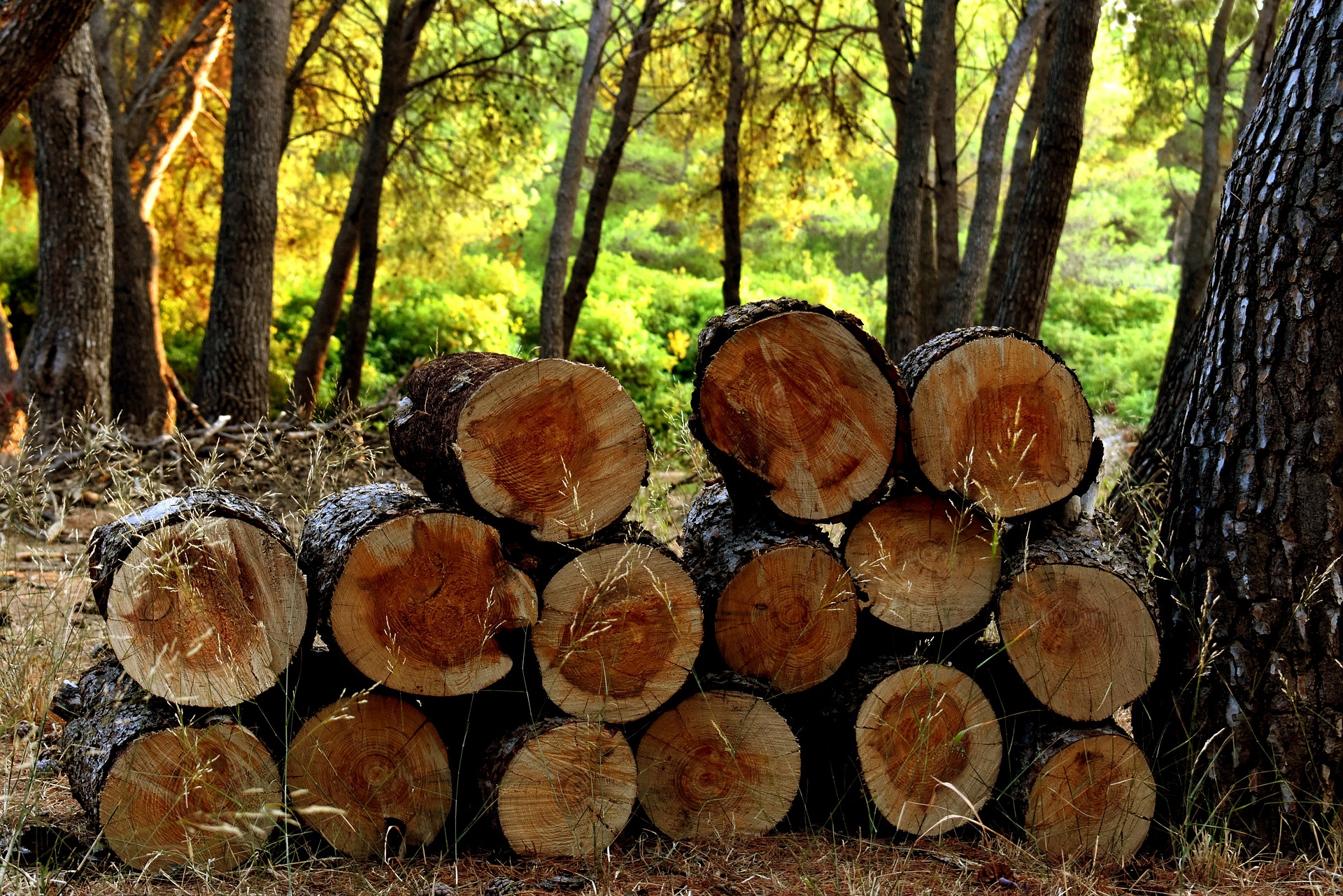 Gemeinde in den Alpes-Maritimes schenkt ihren Einwohnern Holz zum Heizen