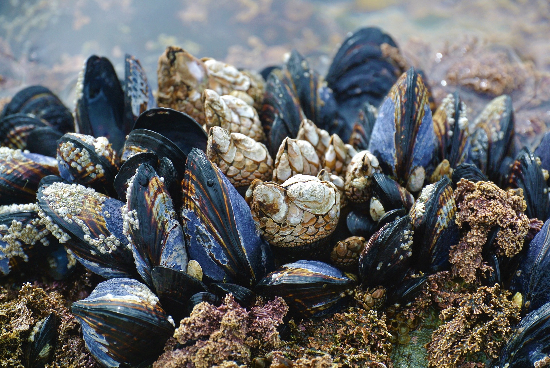 Vernetzte Muscheln erkennen Wasserverschmutzung in Le Havre