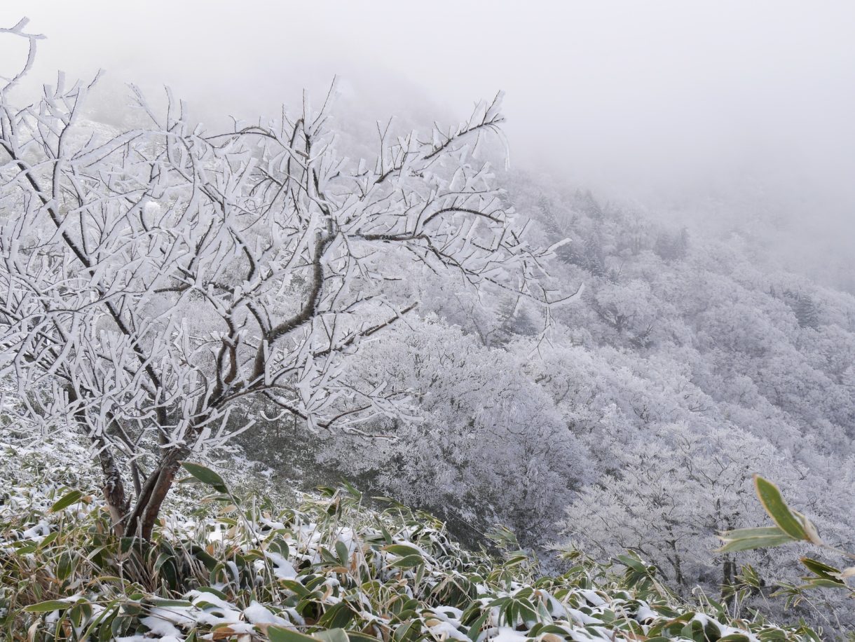 Morgenfrost
