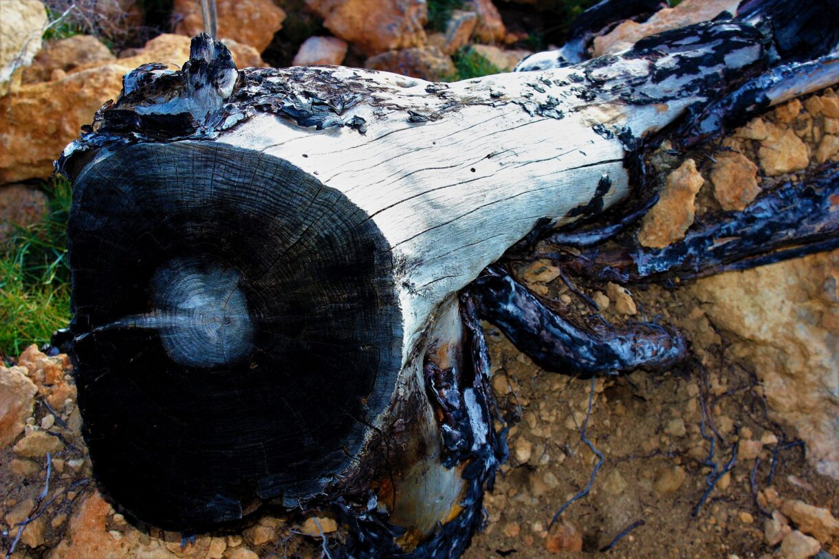 Waldbrand_Holz