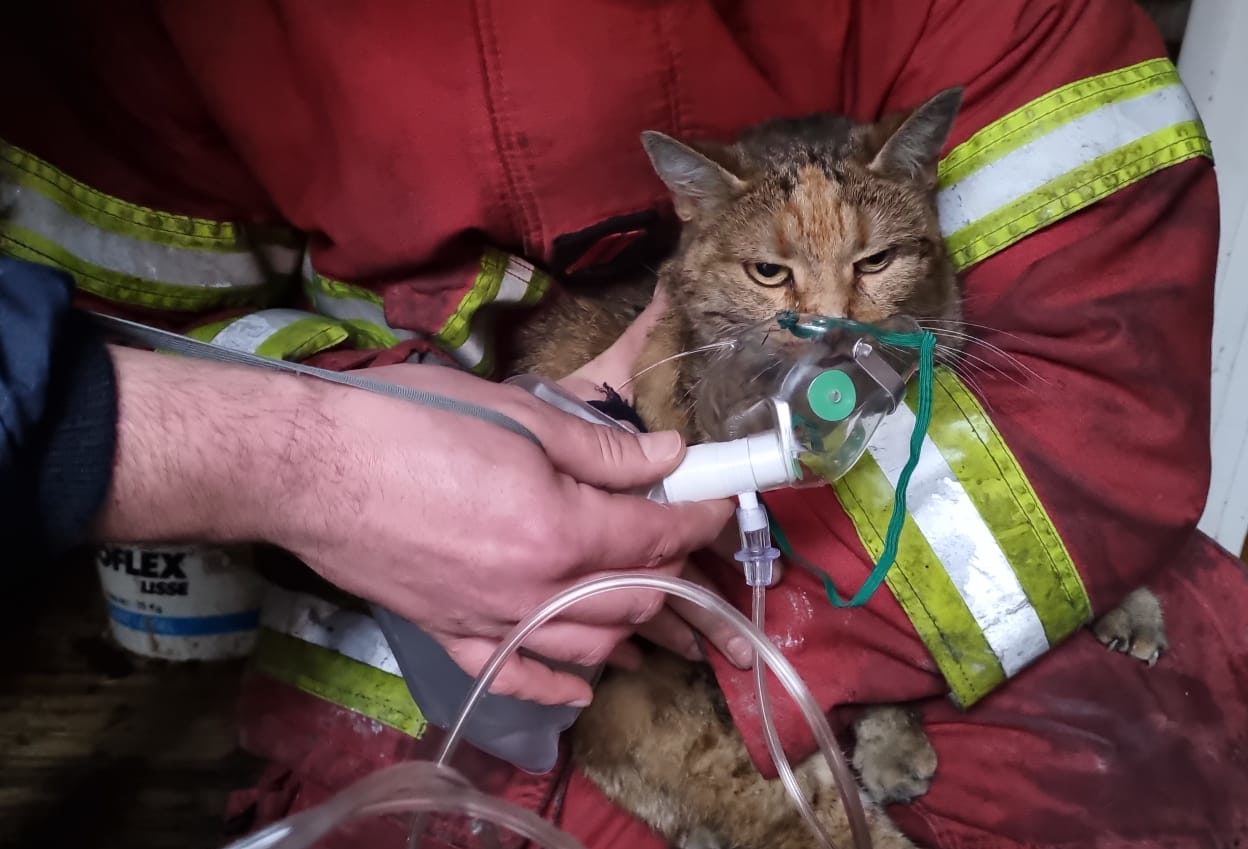 Kleine Katze dank der Sauerstoffmaske eines Feuerwehrmannes aus einem Brand gerettet