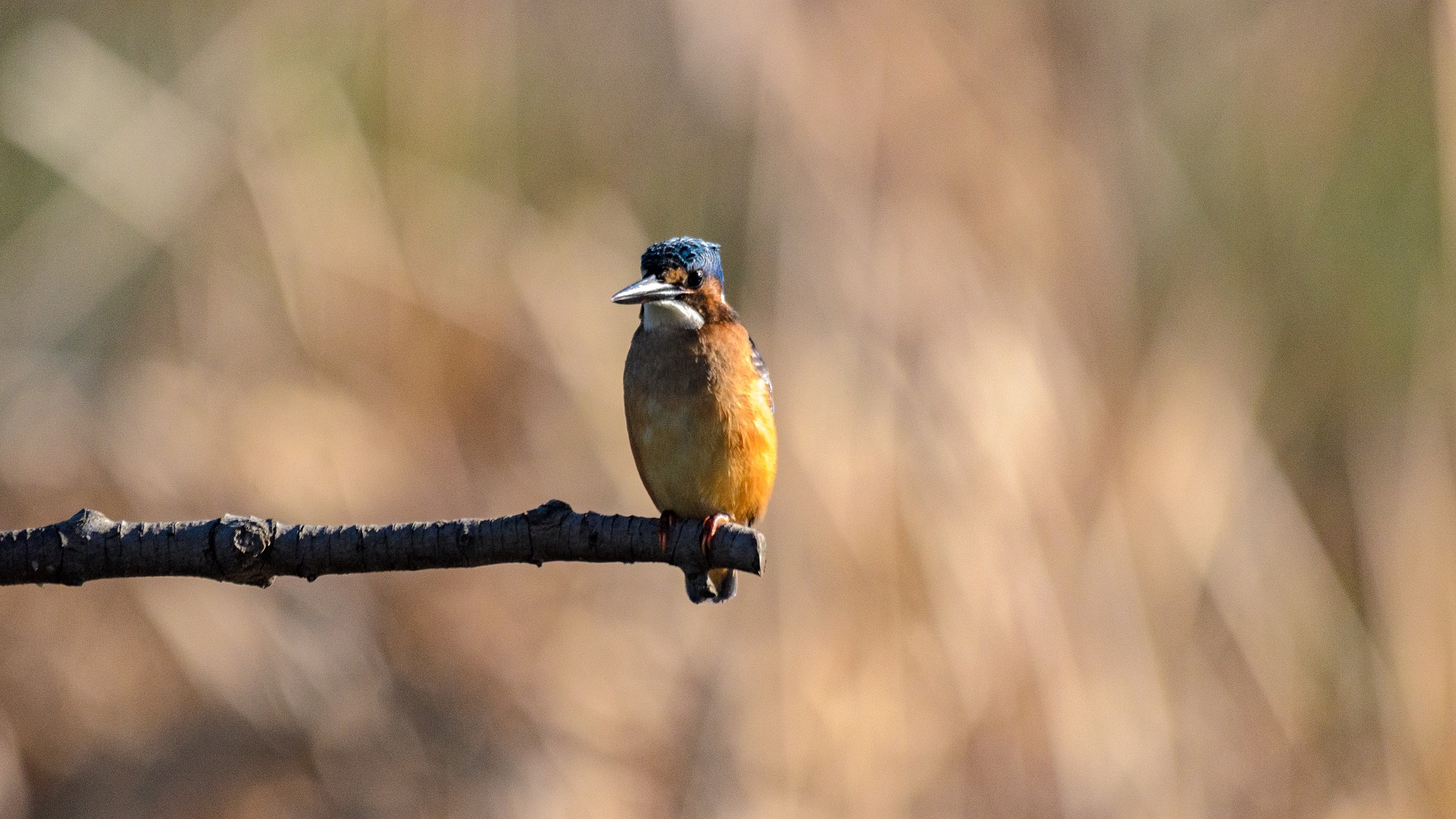 Biodiversität: Vogelschutzgebiet auf Firmengelände