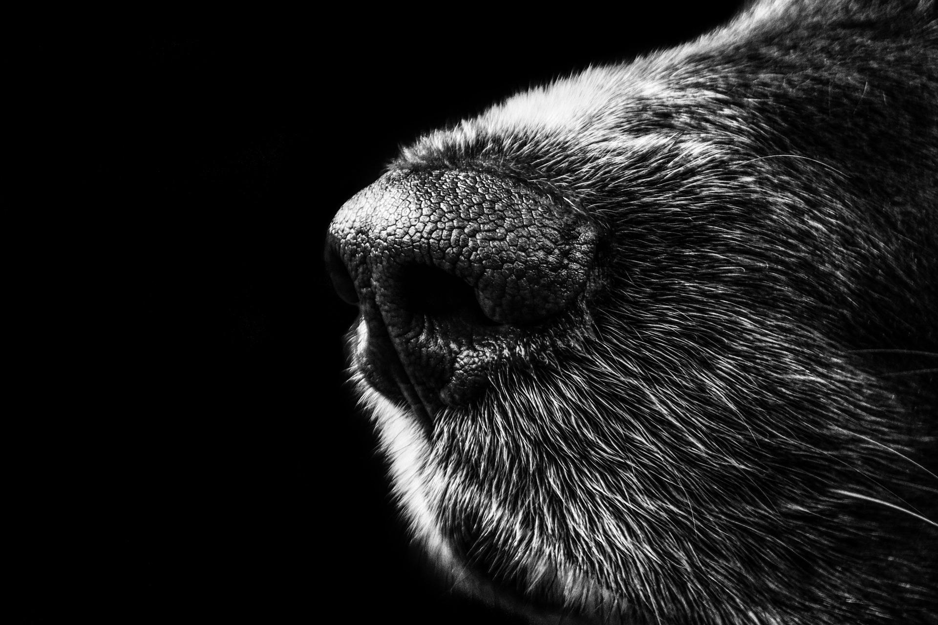 Zoll: Spürhund entdeckt mehr als 500 Pakete Kokain im Wert von fast 40 Millionen Euro