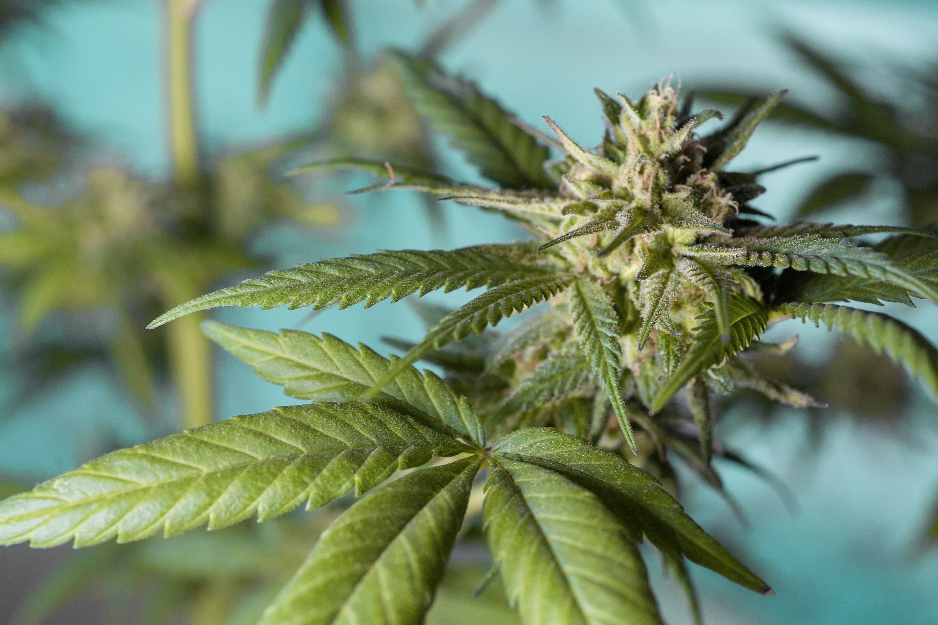 Cannabis: Verkauf von CBD in allen Formen in Frankreich nun endgültig erlaubt