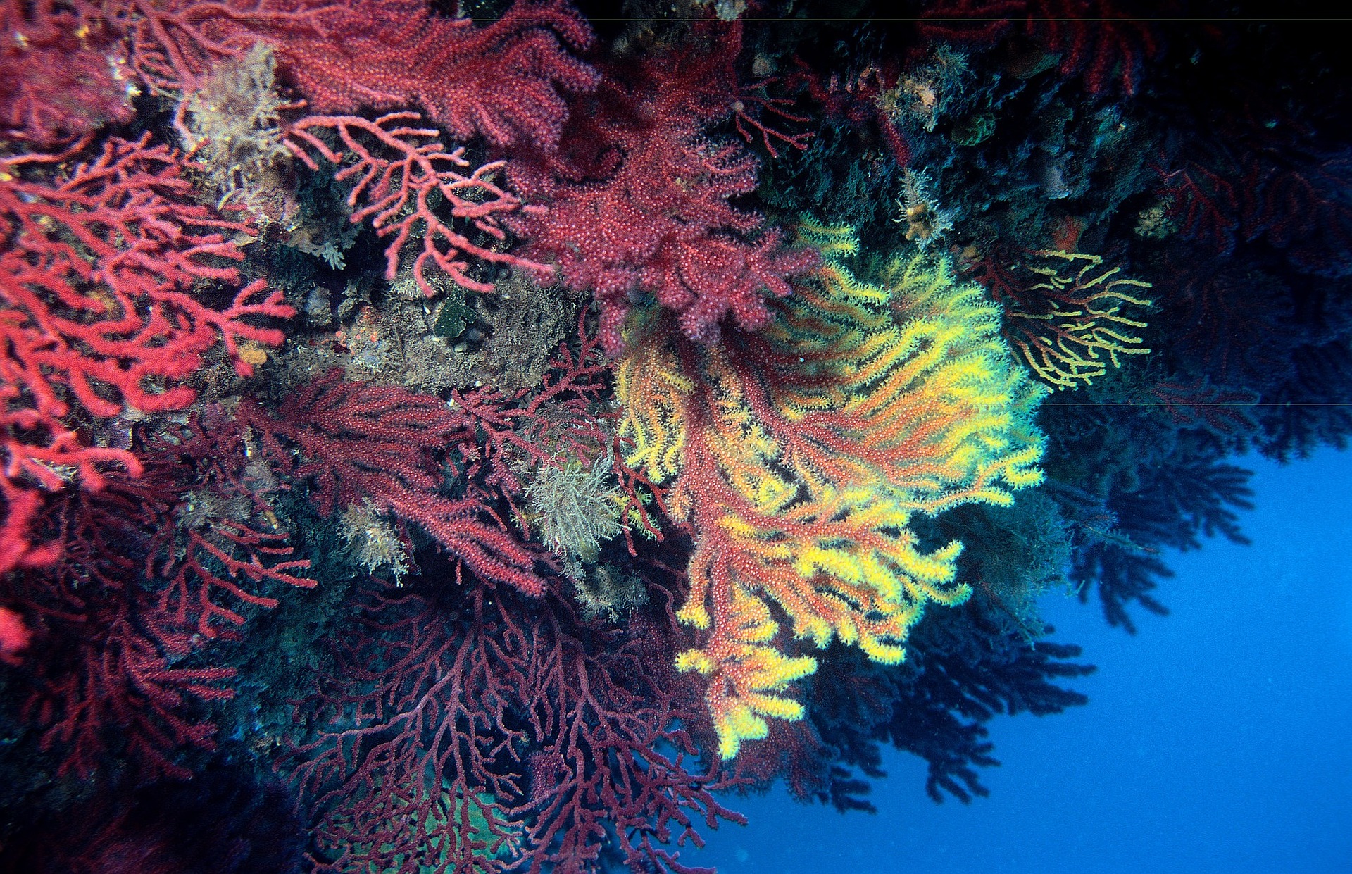 Gorgonien, die Korallen des Mittelmeers, werden von steigenden Meerestemperaturen stark geschädigt