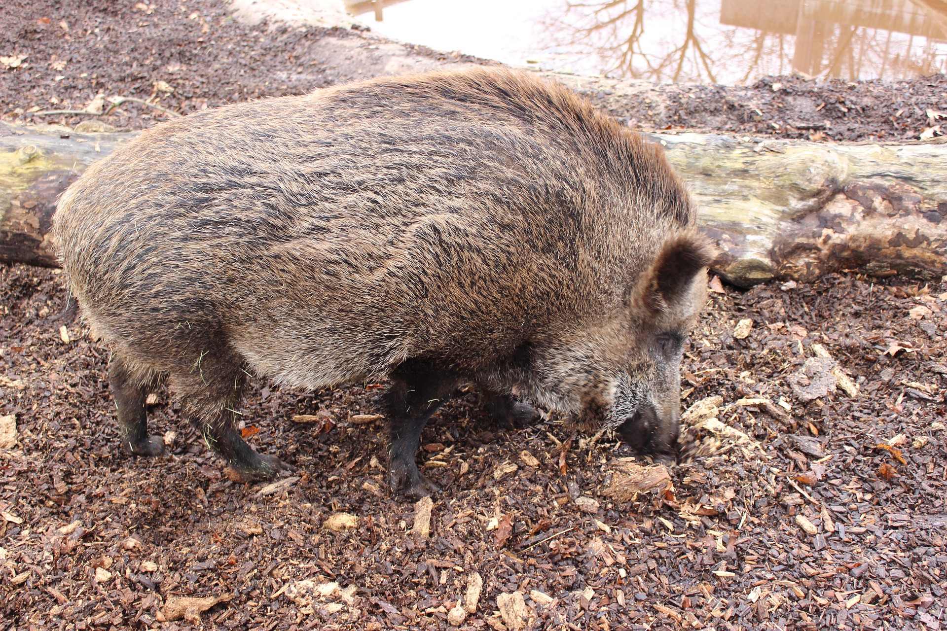 „Stech ihm ins Herz!“: Kind wird vom Vater aufgefordert, Wildschwein mit Messer zu töten