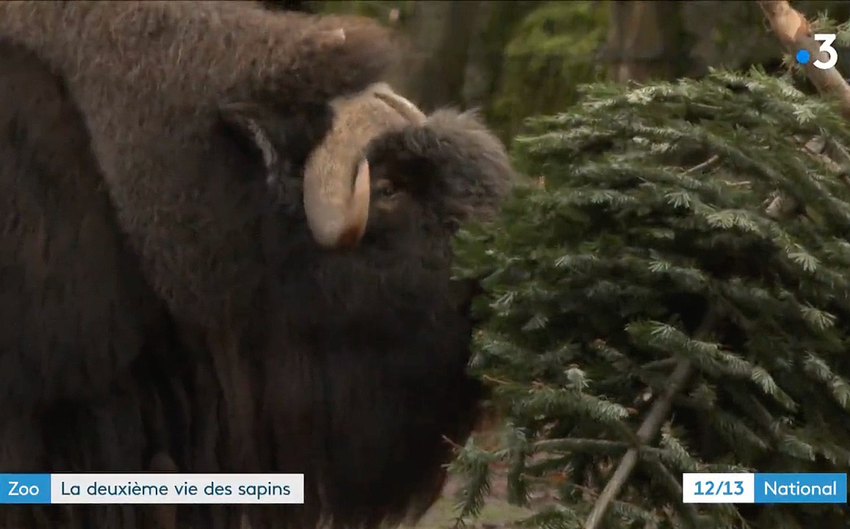 Umwelt: Das zweite Leben der Tannenbäume im Zoo von Mulhouse