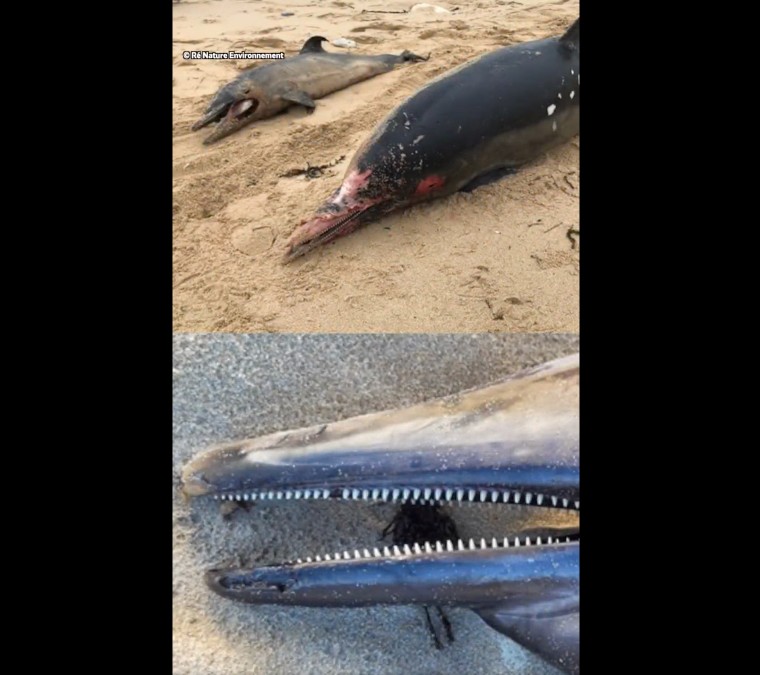 Delfinsterben: An französischen Stränden könnten 2023 möglicherweise Tausende von Tieren stranden