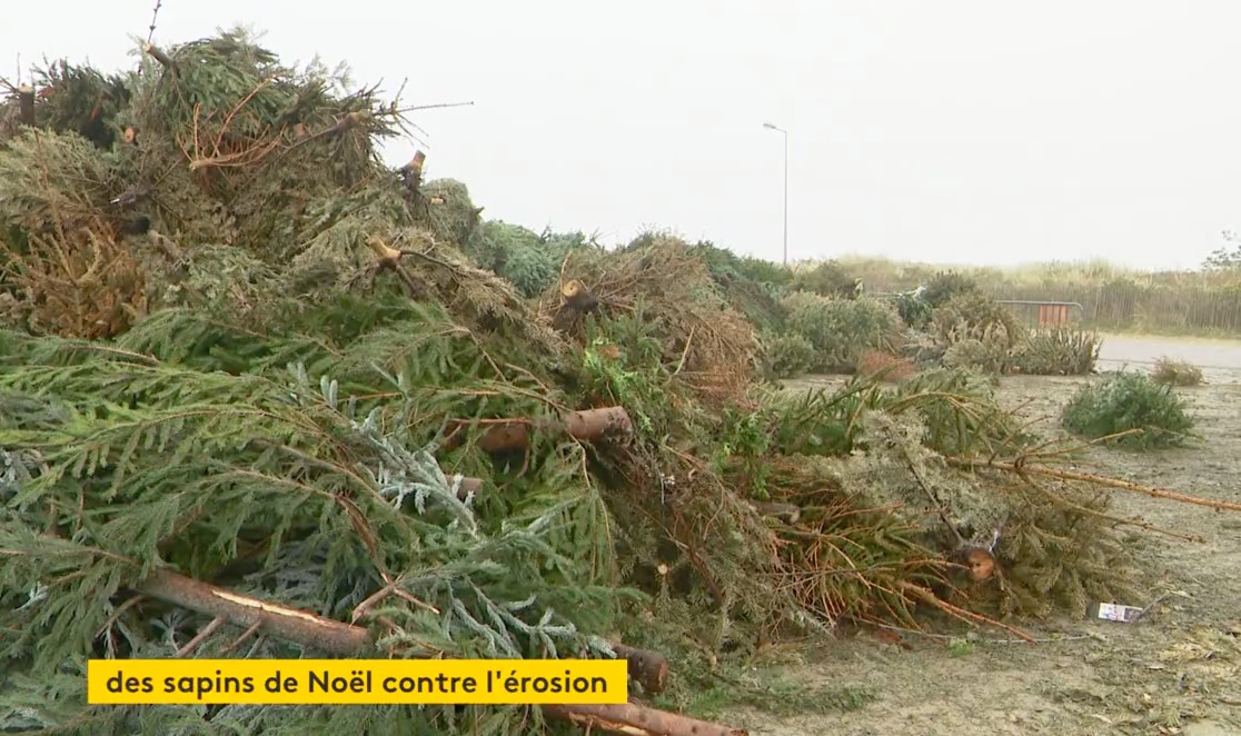 Weihnachtsbäume als neue Waffe gegen die Erosion