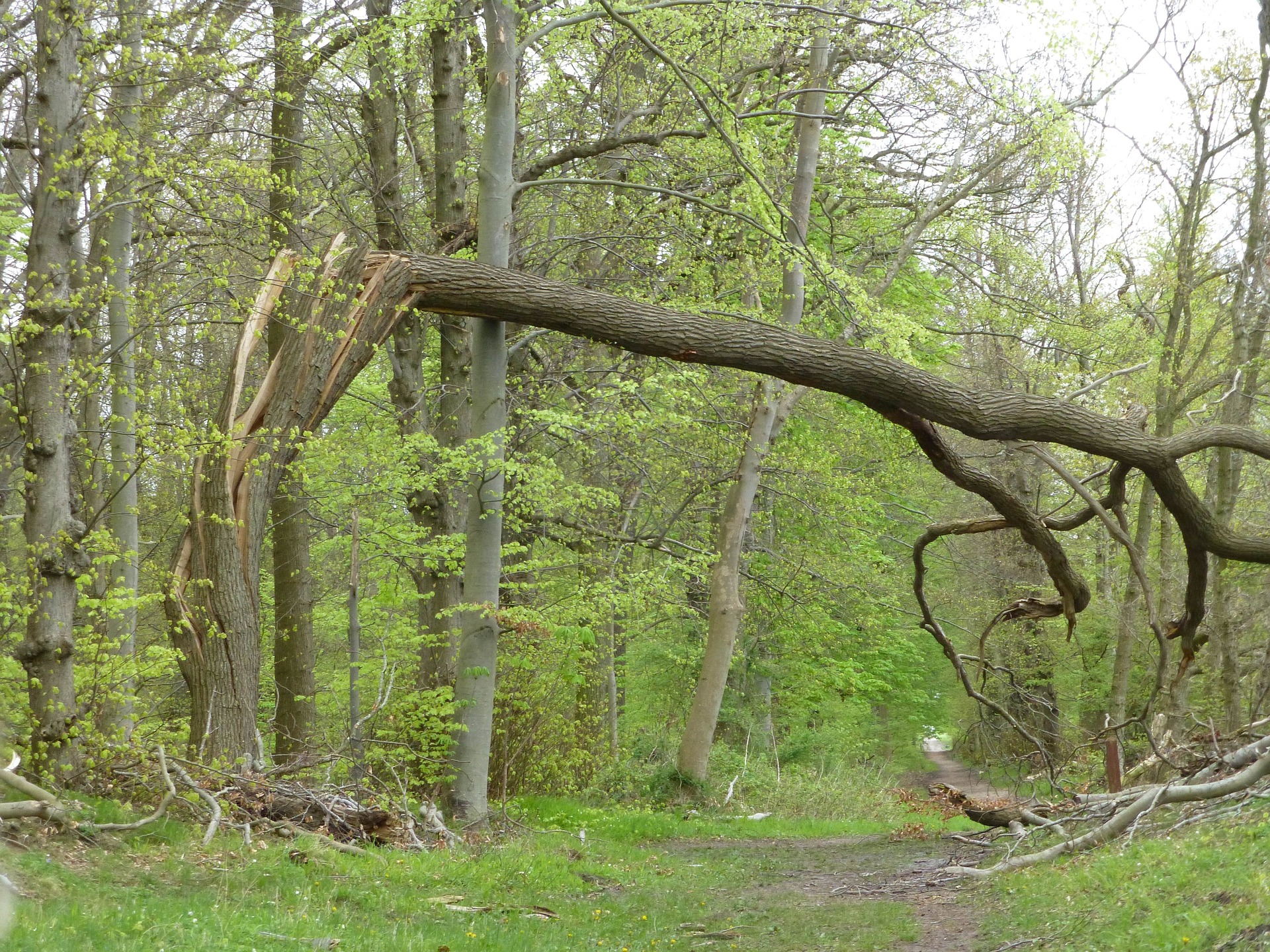 Sturmwind: 75.000 Haushalte in Westfrankreich ohne Strom