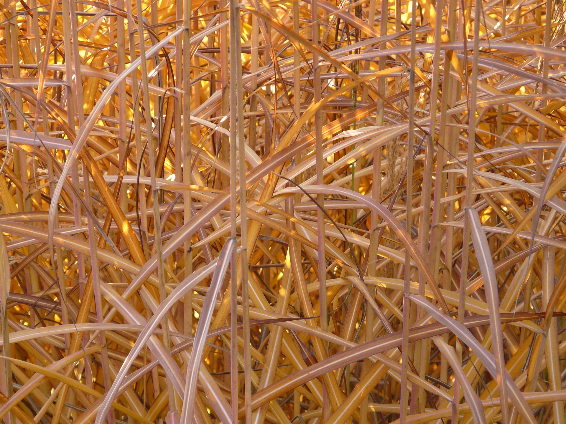 Energie: Gemeinde im Elsass heizt mit schnell nachwachsendem Miscanthus-Schilf