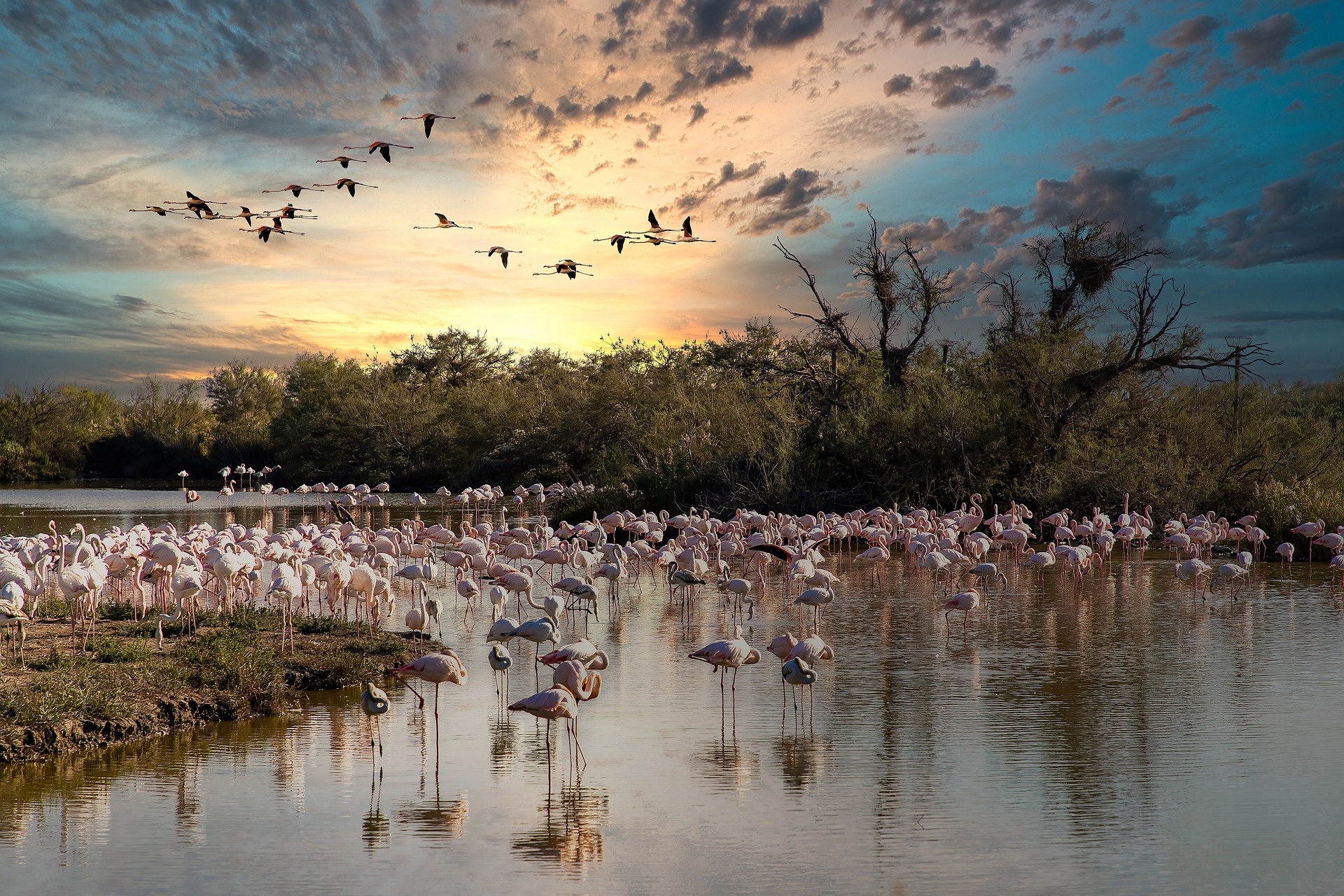 Camargue: Winter im Rhythmus der rosa Flamingos und ihrer berühmten Pferde