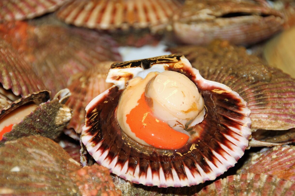 Wenn Meeresfrüchte zur Nordstern‑Party werden: Die Fête de la Coquille in Courseulles‑sur‑Mer