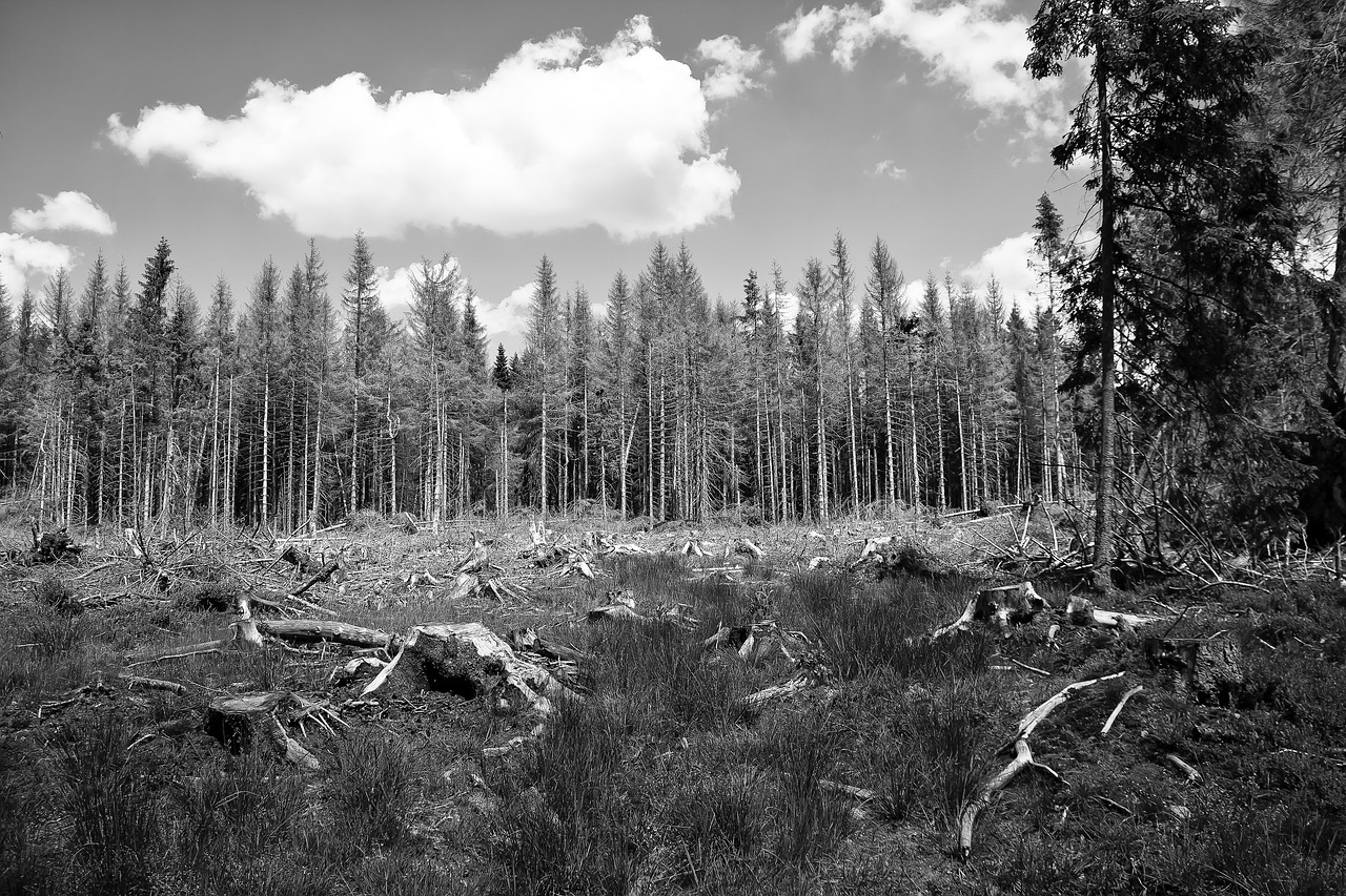 Brände in Frankreich mitten im Winter: Vegetation erholt sich nicht von Hitze und Trockenheit des Sommers
