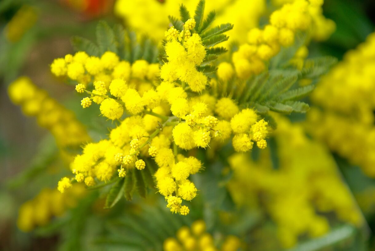 Mimosa: Der Winter trägt Gelb – und lächelt