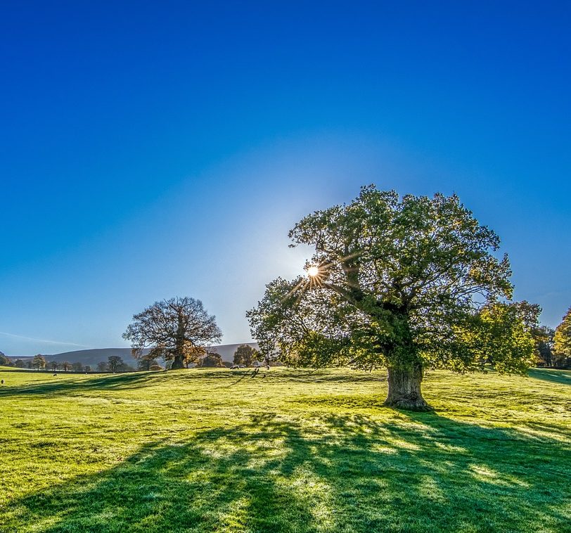 Baum_Sonne