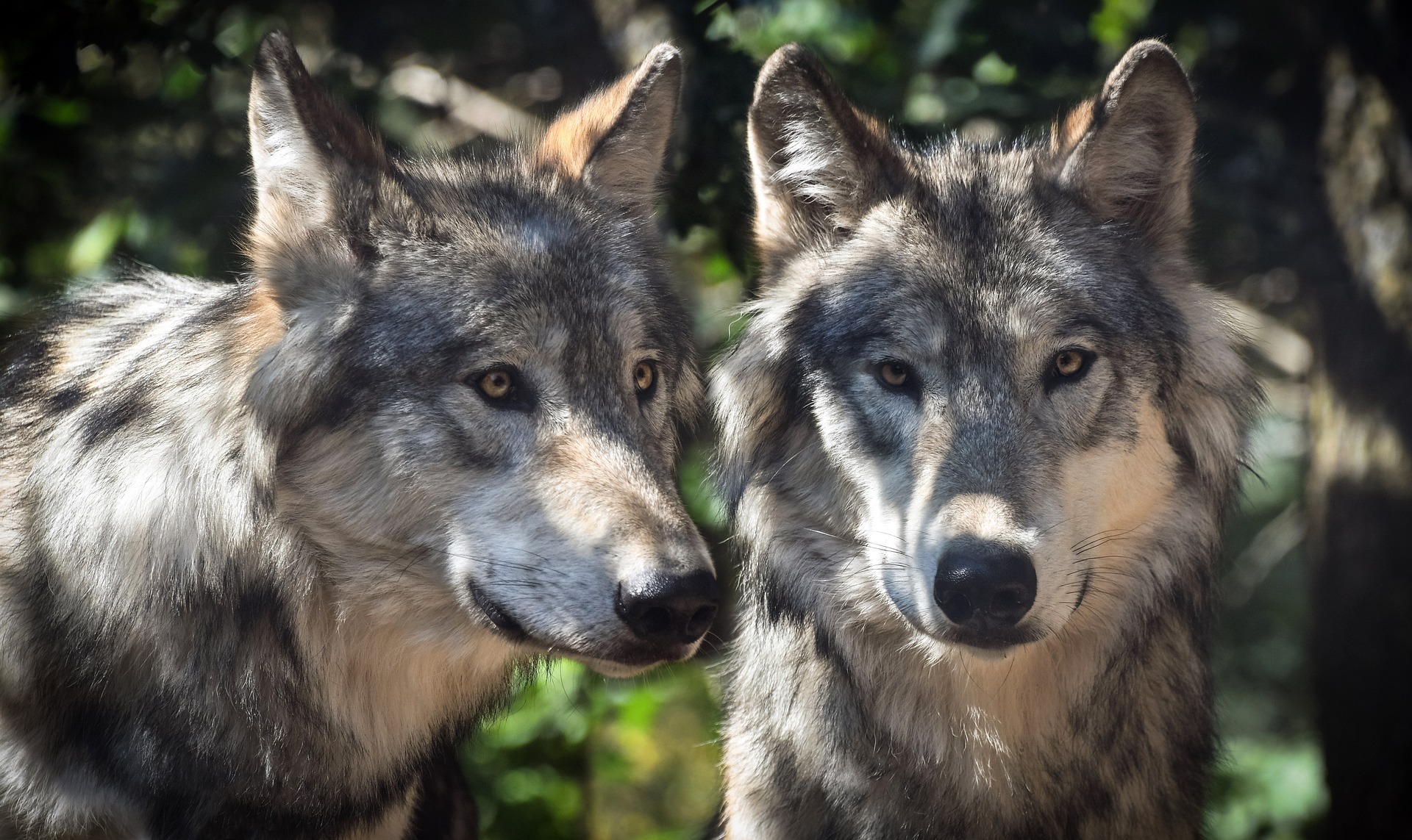 Wolf_Wölfe
