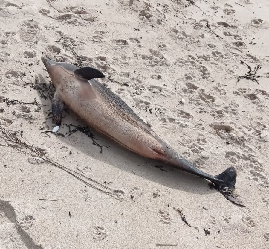 Zunahme von Delfinstrandungen an der Küste von Pas-de-Calais