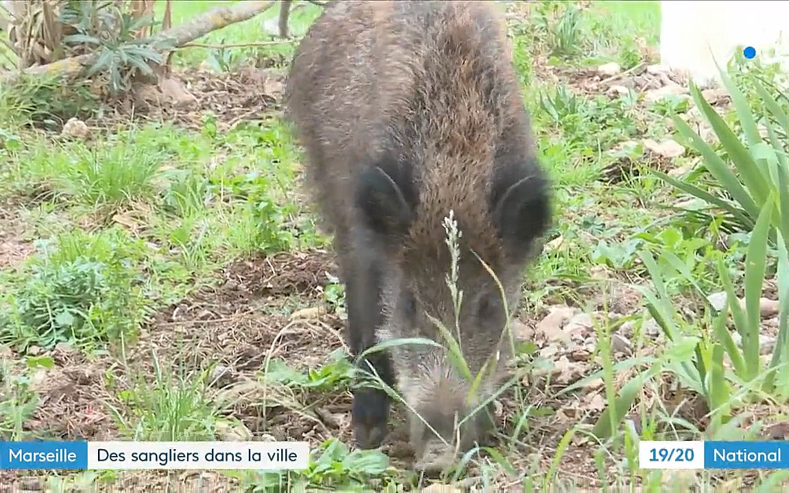 Wildschwein_Marseille