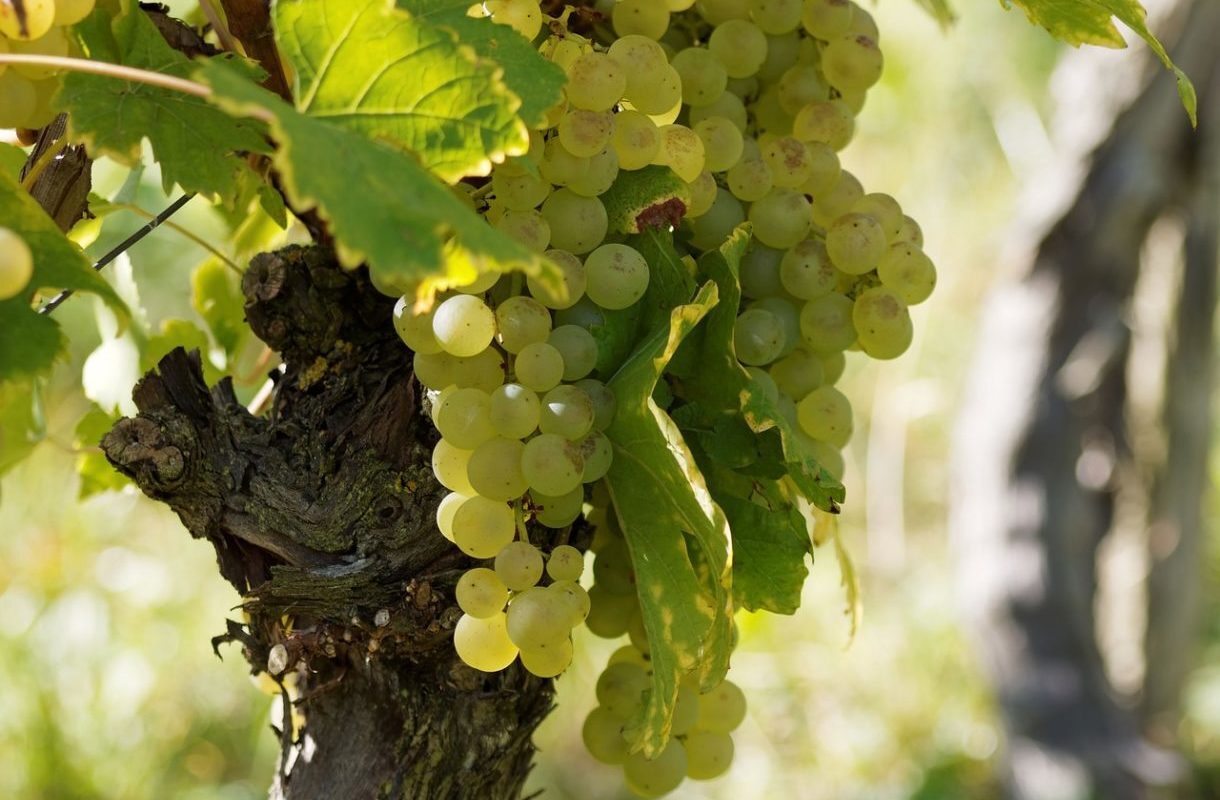 Eine beispiellose Krise: Die globale Weinproduktion erreicht ein historisches Tief