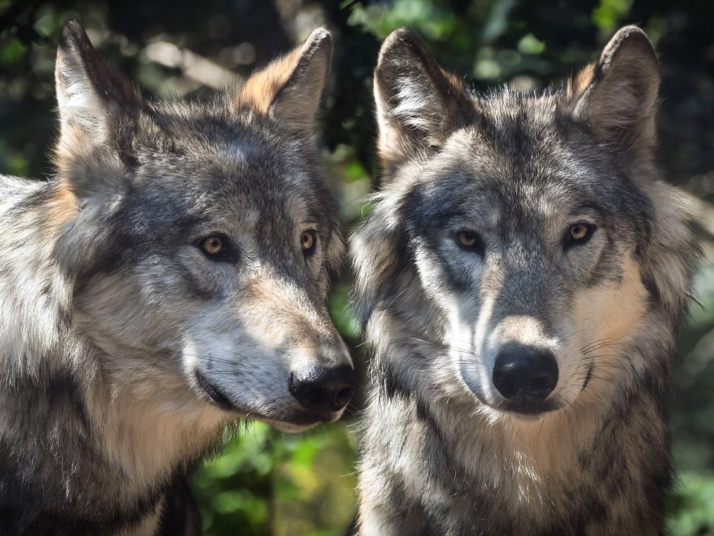 Marseille: Ein Wolfsrudel auf den Anhöhen der Stadt
