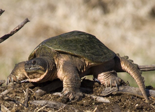 Vorsicht vor dem Biss der Schlangenschildkröte, einer als „gefährlich“ eingestuften Art, die sich bei uns ausbreitet!