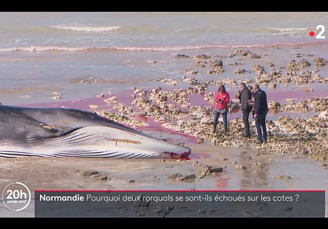 Toter_Wal_Normandie_ScreenF2