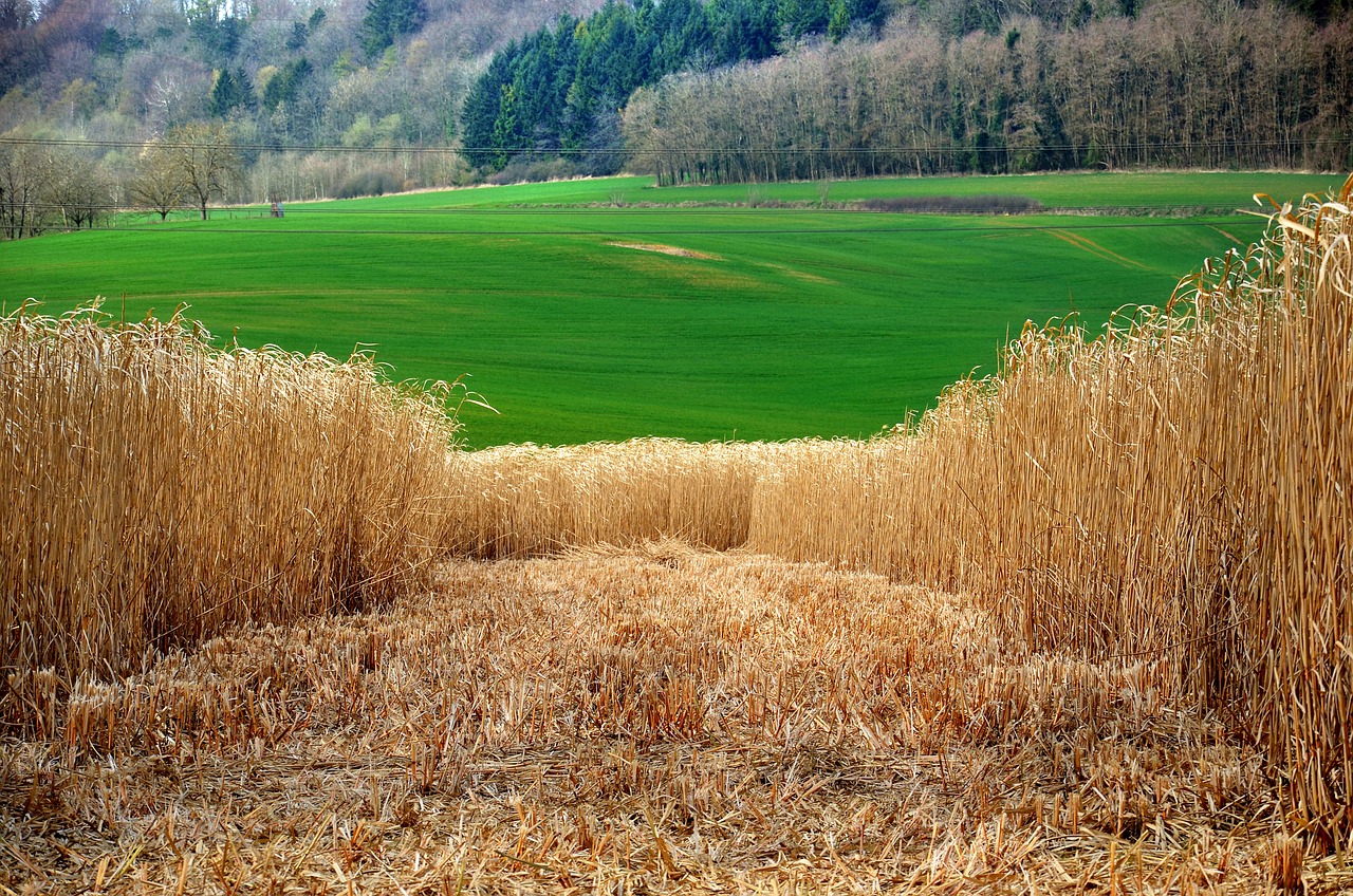 Miscanthus_Schilf