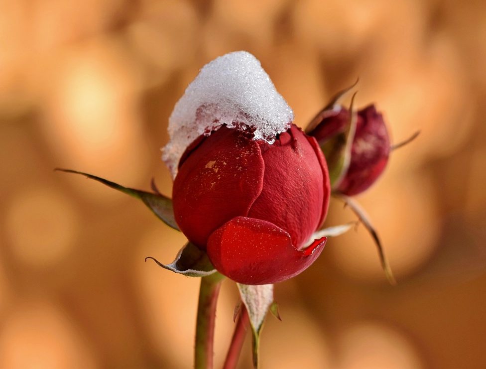 Rose_Frost