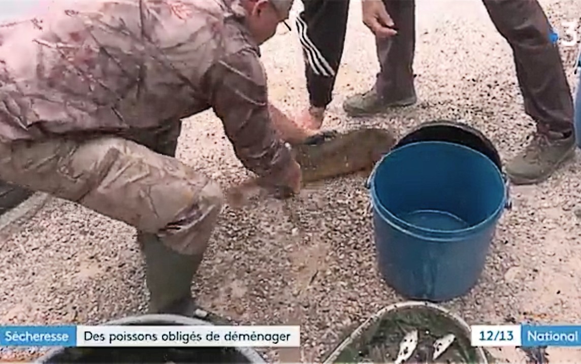 In den Pyrénées-Orientales müssen wegen Trockenheit Fische umgesiedelt werden