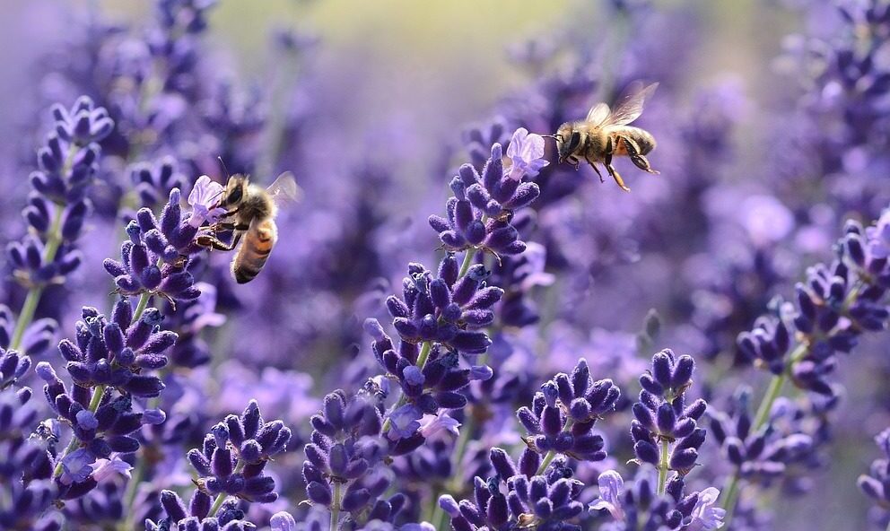 Der Duft der Provence – Lavendel als Seele einer ganzen Region