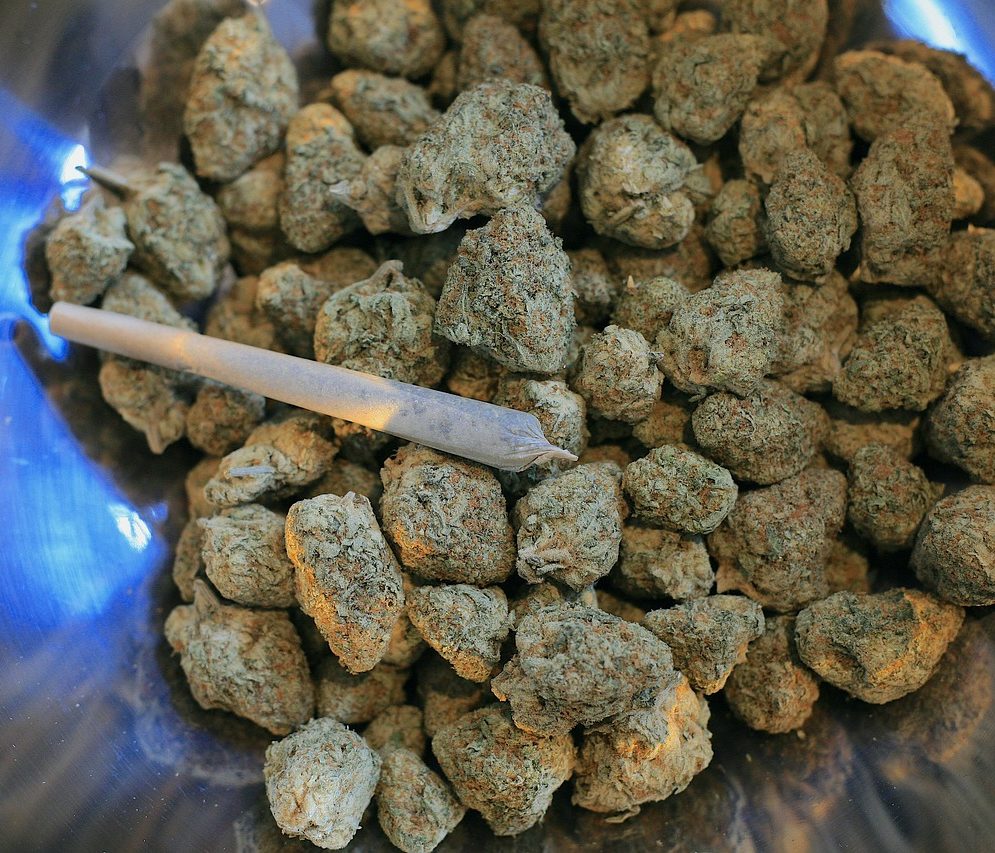 Cannabis