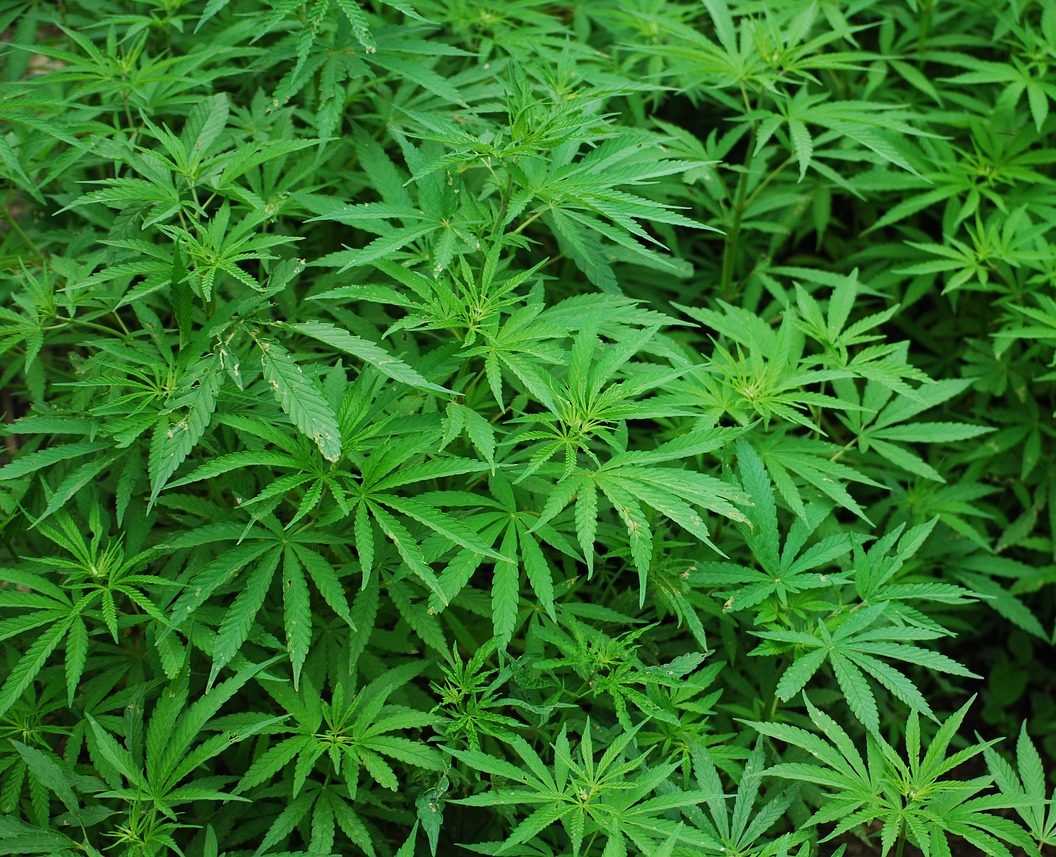Katalanische Polizei entdeckt Megaplantage mit fast 10.000 Marihuana-Pflanzen