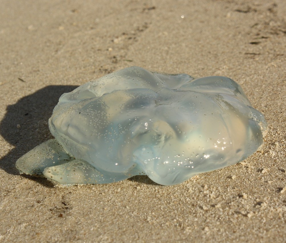 Qualle_Strand
