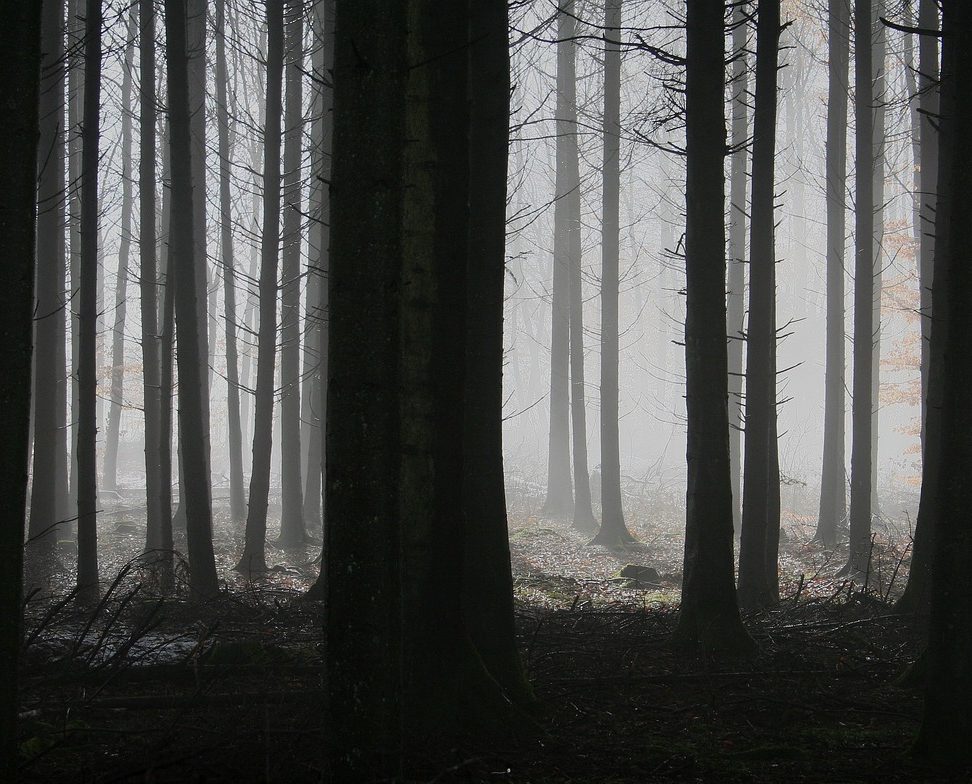 Bedrohung im Wald – Wie ein mikroskopischer Wurm Wälder der Landes de Gascogne in die Knie zwingt