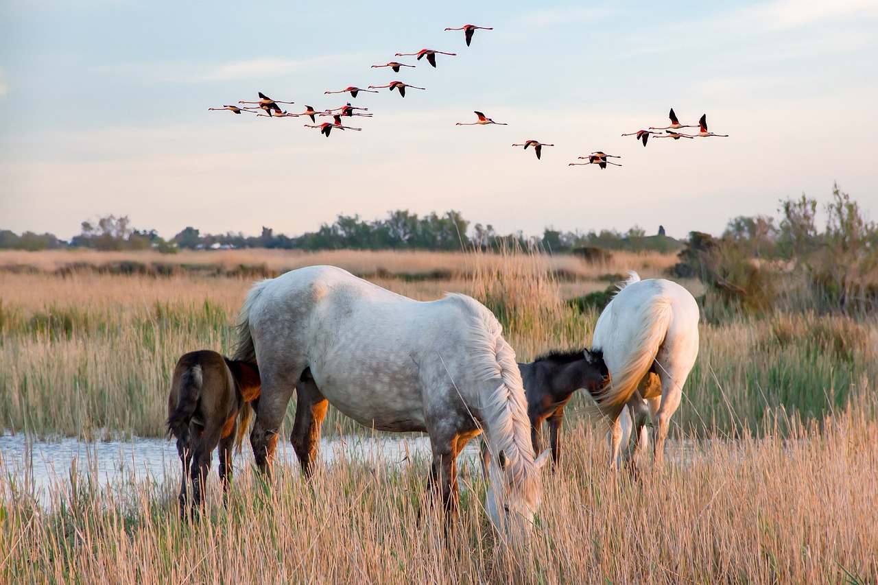Umwelt: Unberührte Naturgebiete locken Besucher in die Camargue