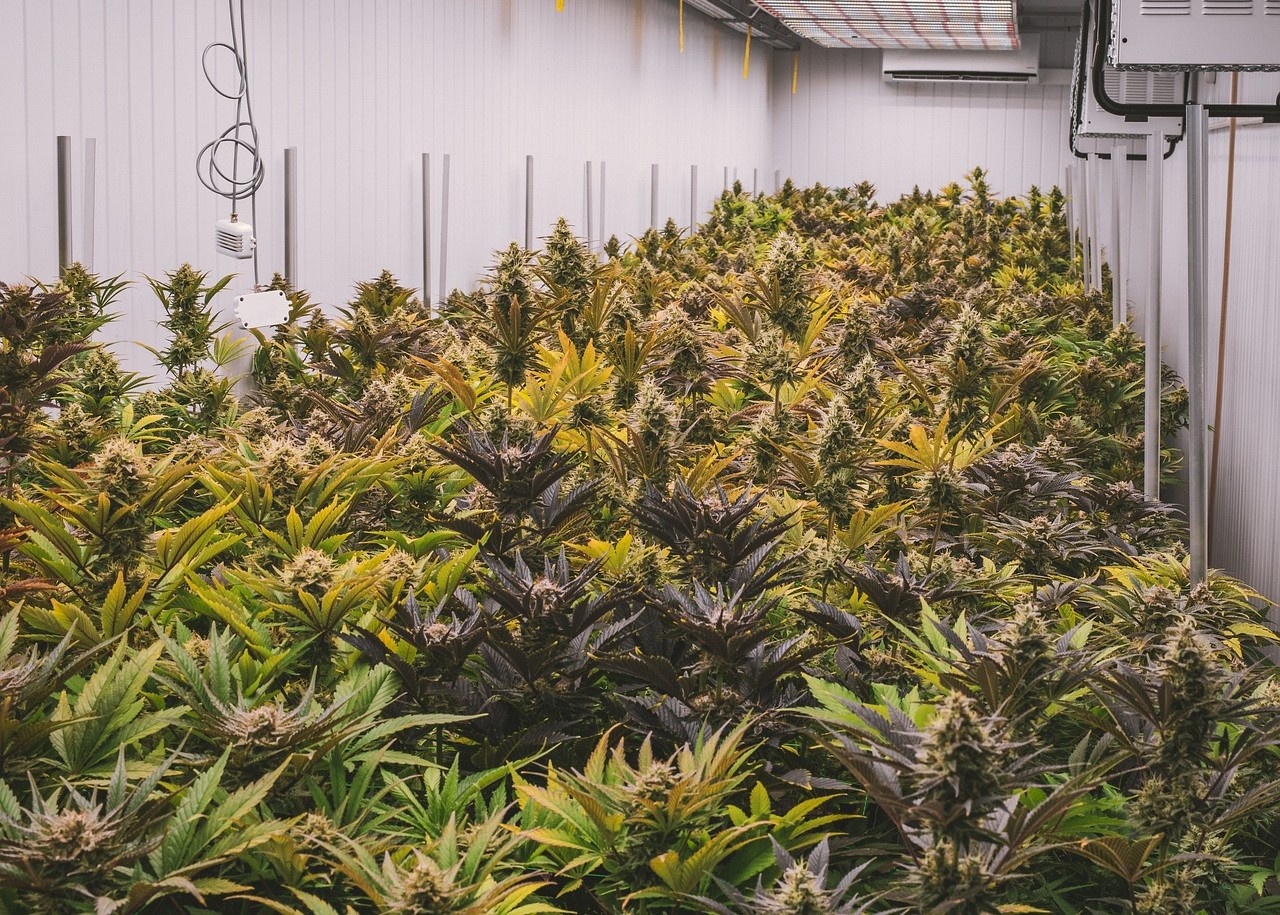 Cannabis-Fabrik