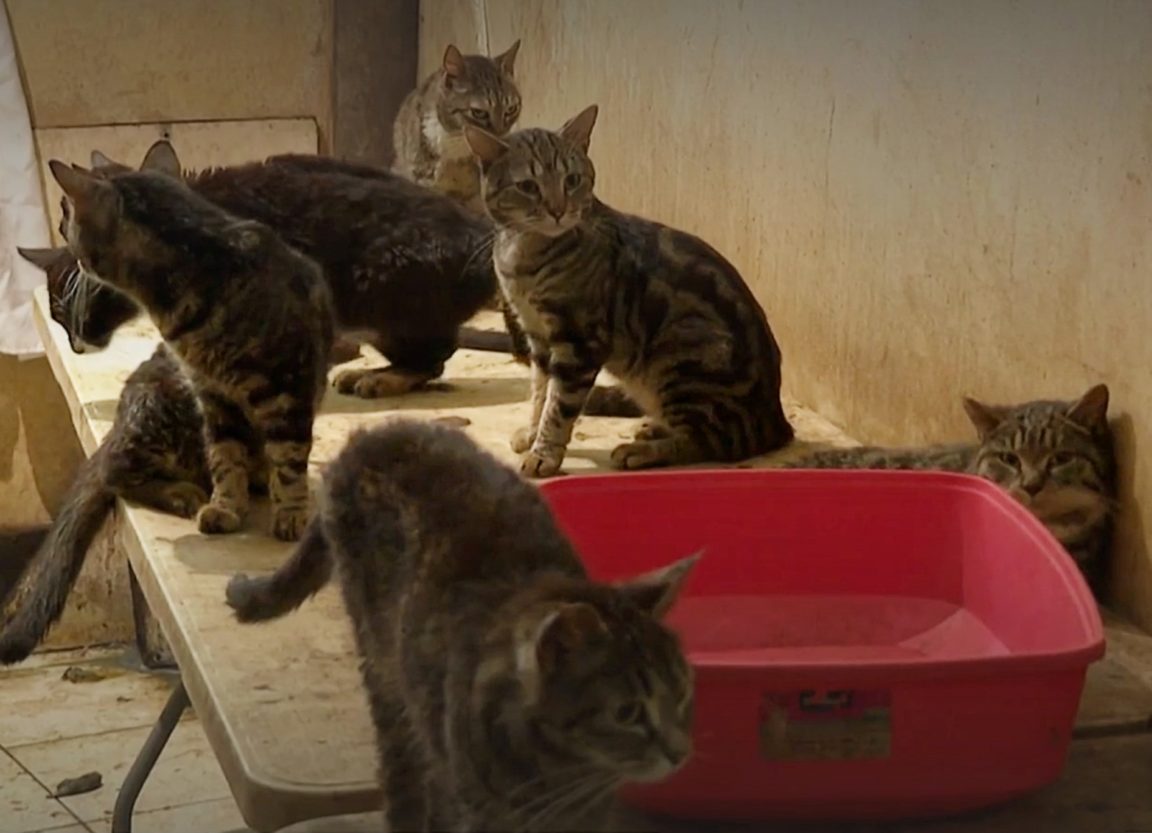 Verwarloste_Katzen_ScreenF3