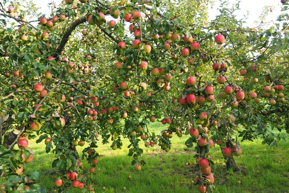 Gold im Apfelkleid – Die normannische Frucht, die mehr ist als nur ein Snack