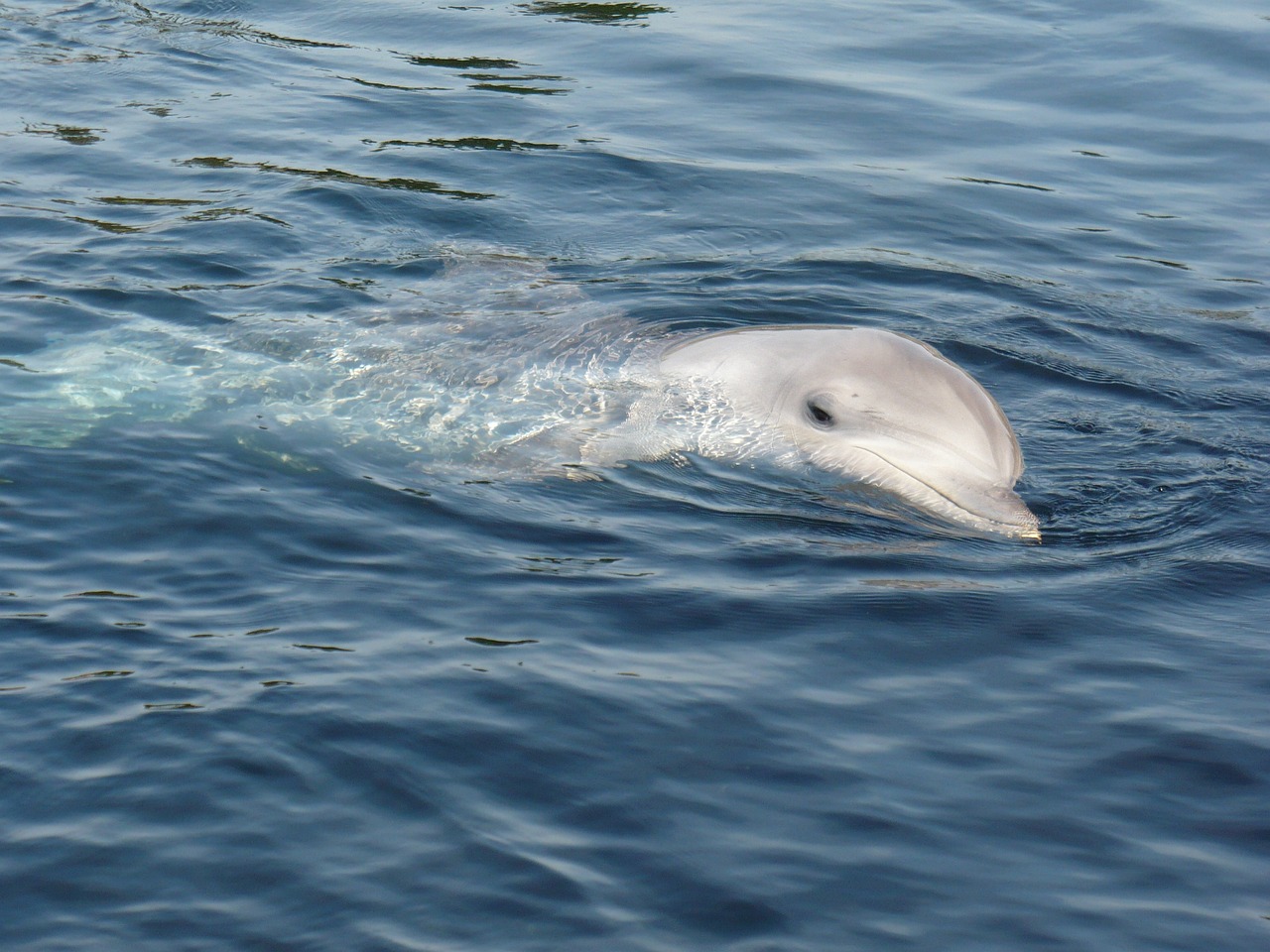 Côtes-d’Armor: 14 Delfinen bei Ebbe in der Nähe von Cap Fréhel gestrandet