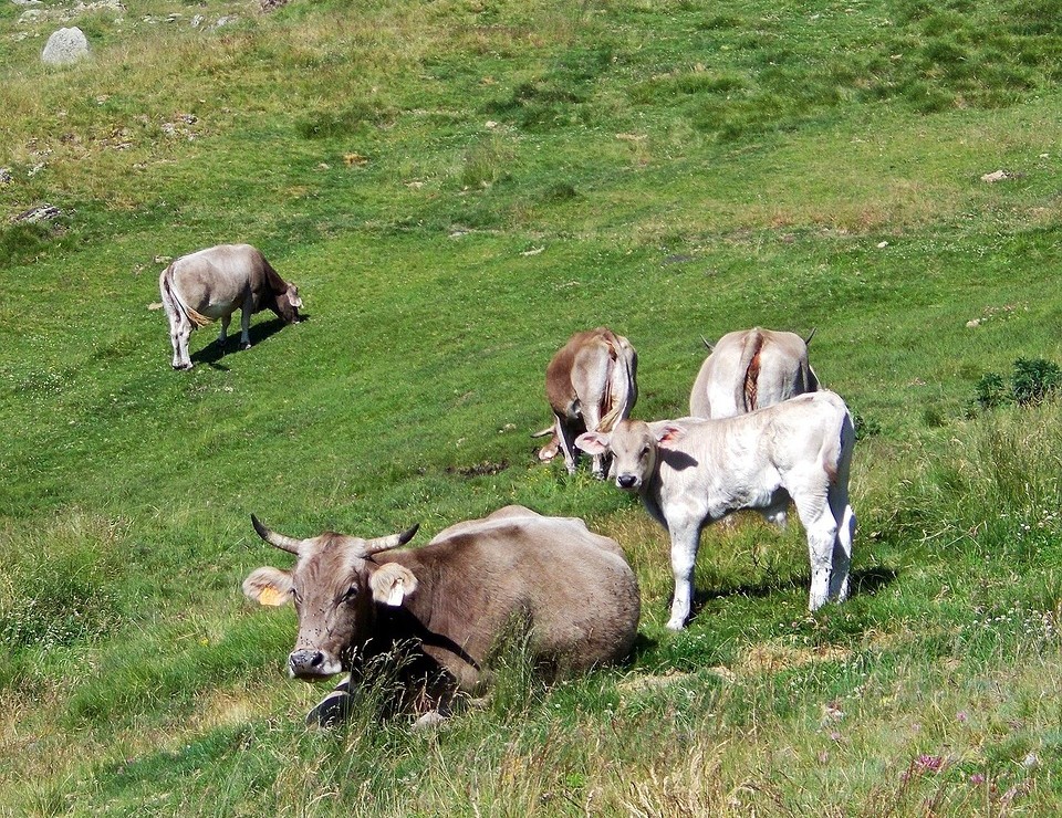 Kuh_Kalb_Pyrenaeen