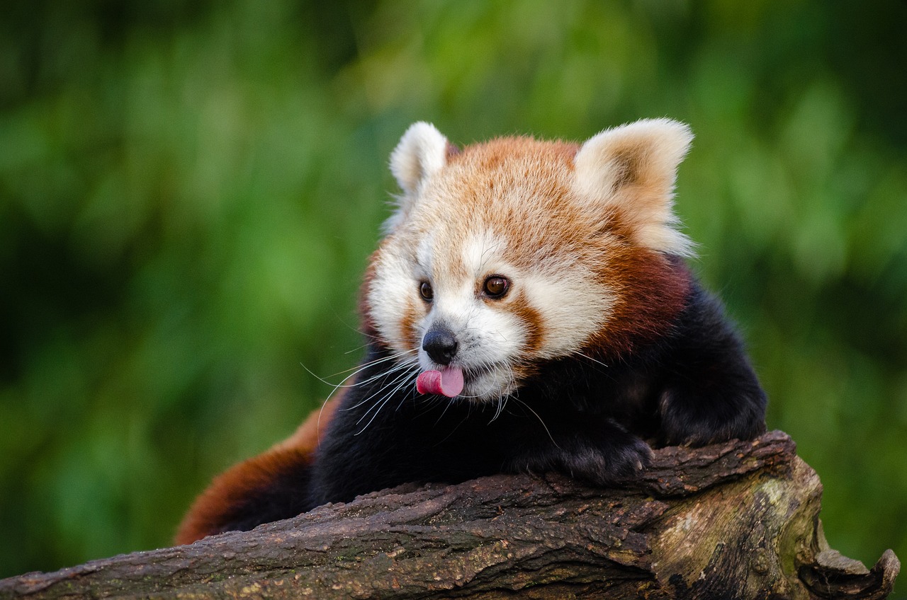 Französischer Tierpark sucht Namen für zwei neugeborene rote Pandas