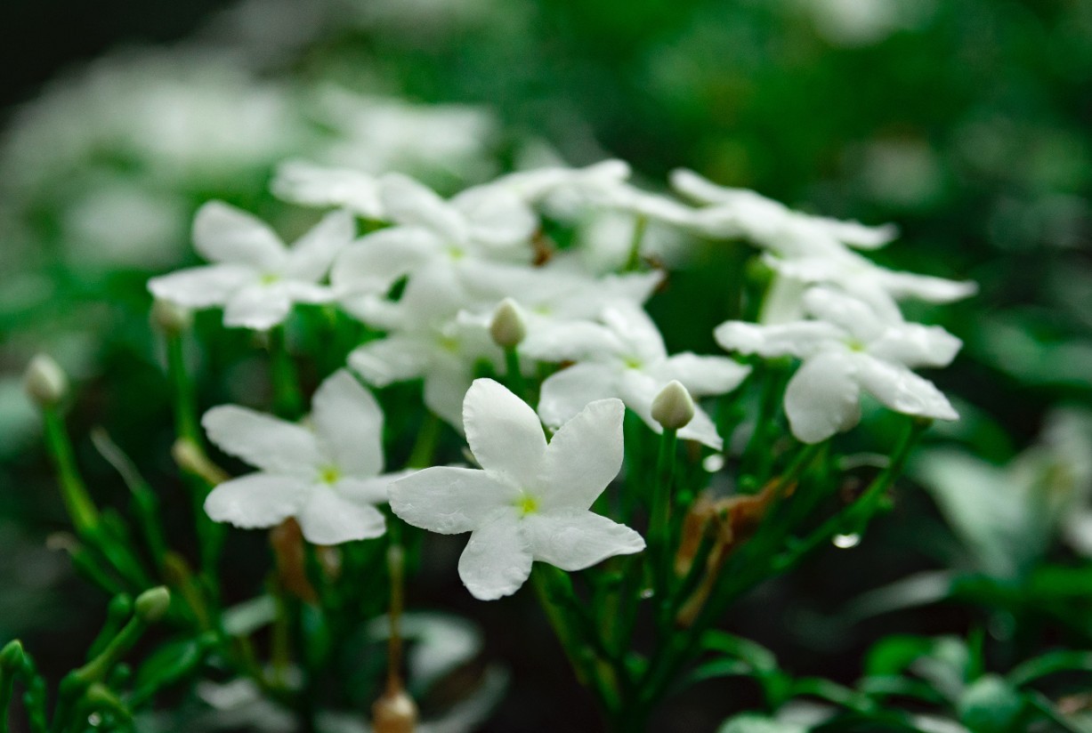 Alpes-Maritimes: Die Jasminernte hat begonnen