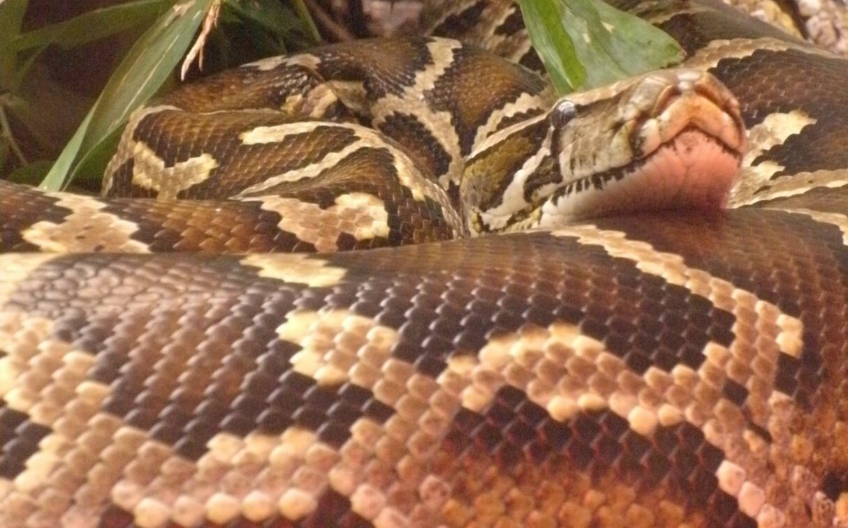 Boa_Constrictor