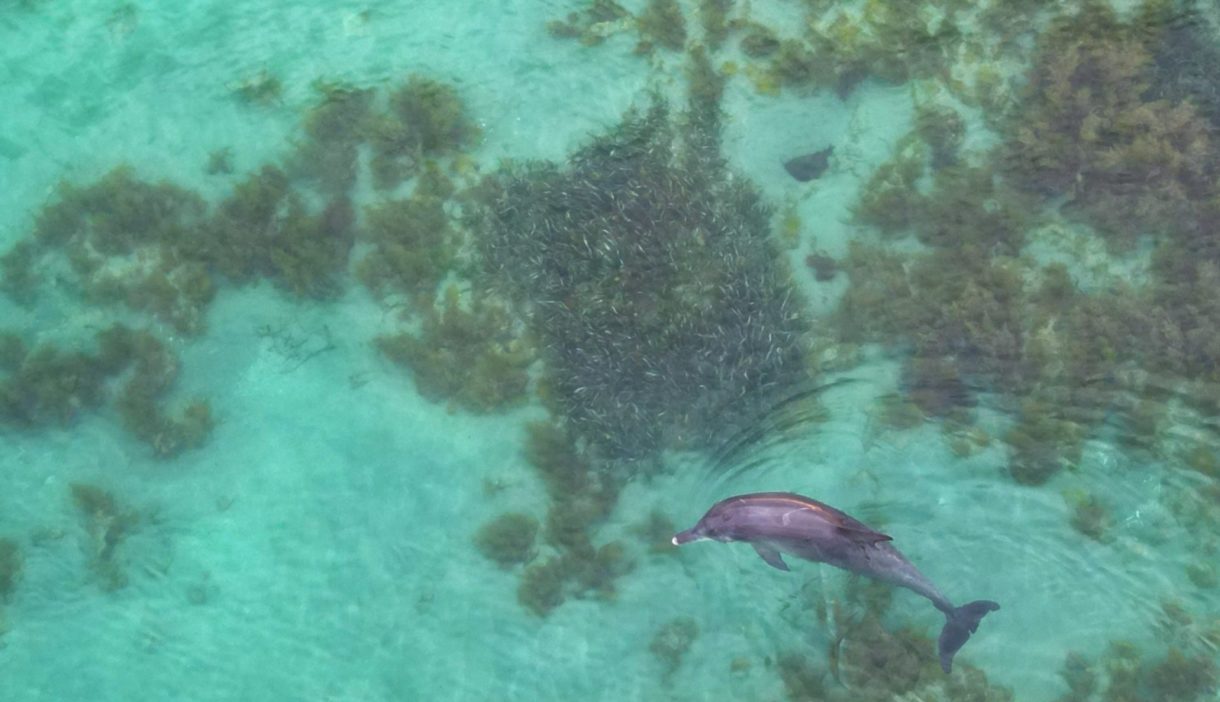 Delphin_Sardinen