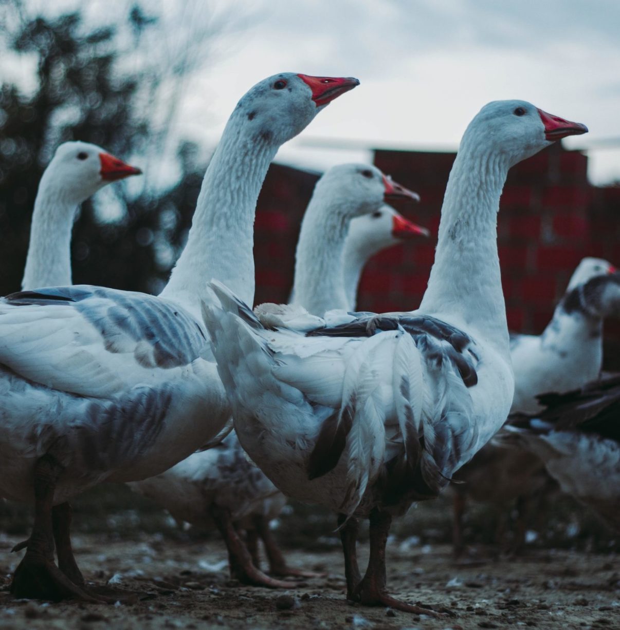 Enten