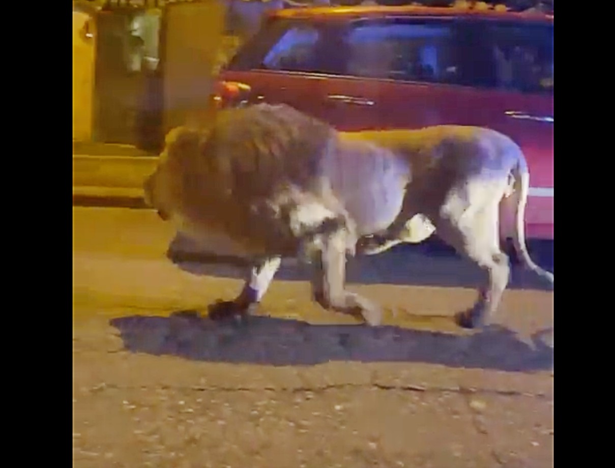 Schrecken in Italien: Löwe entkommt aus Zirkus und läuft mehrere Stunden lang frei in der Stadt herum