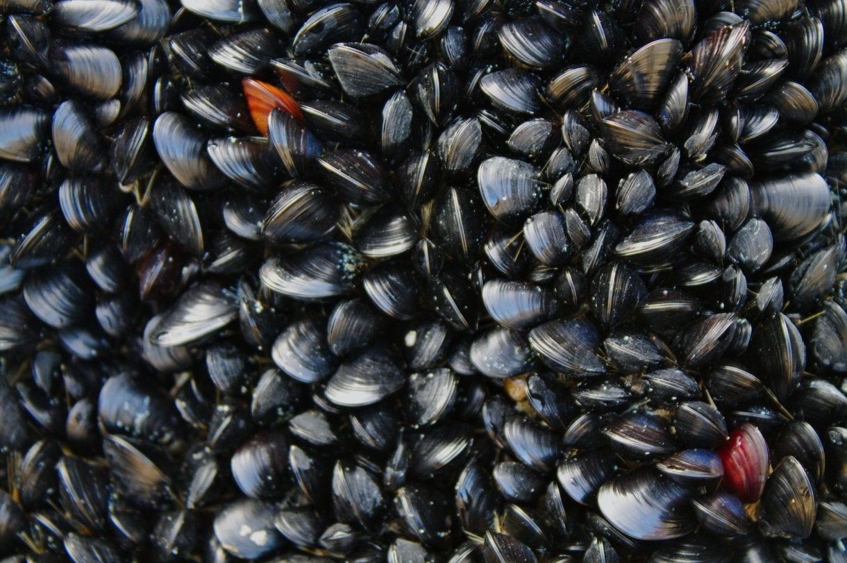 Muscheln aus Arcachon dürfen wegen Kontamination mit E.coli-Bakterien nicht verkauft werden