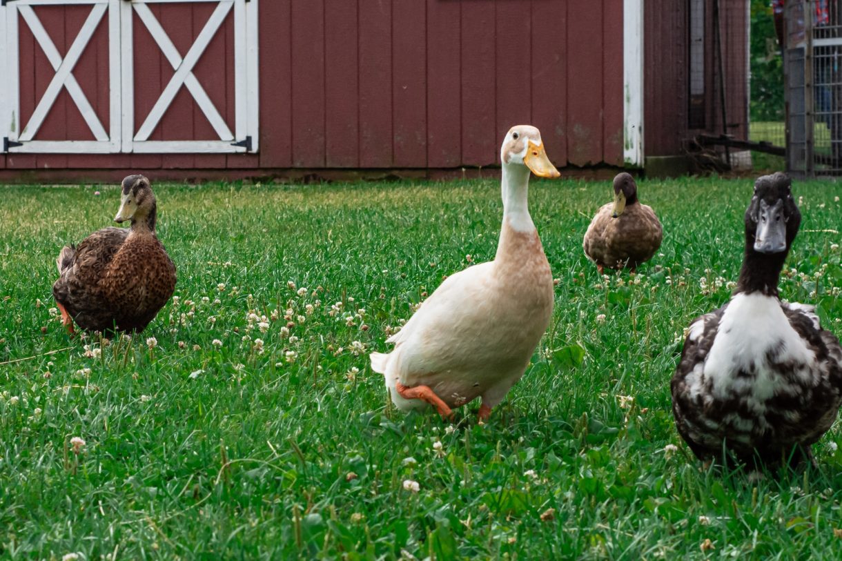 Gänse_Vogelgrippe